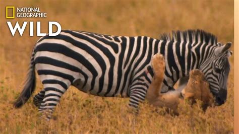 Lion Pride Catches Zebra | Africa's Big Five - YouTube