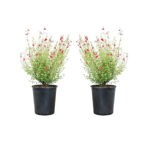 Salvia Hot Lips Plant Info