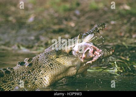 Leistenkrokodil Crocodylus Porosus Stockfotografie Alamy