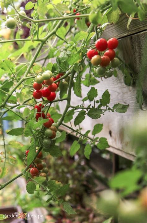 How Far Apart To Plant Tomatoes For The Best Yield Garden Therapy