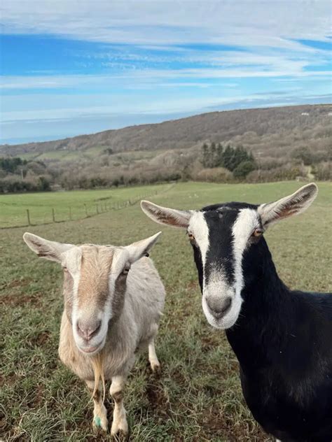 February on the farm - Chuckling Goat