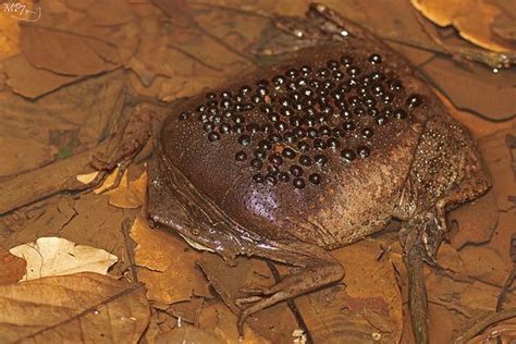 Frog Giving Birth Through Back