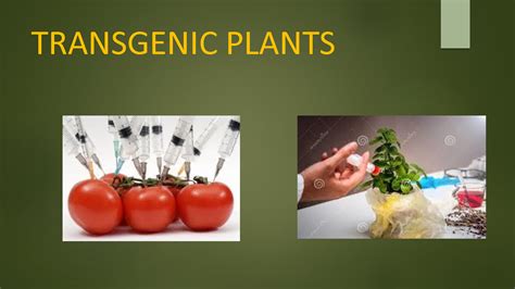 SOLUTION: Transgenic plants - Studypool