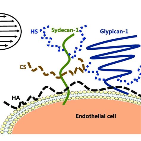 | The structure of glycocalyx (Tarbell and Cancel, 2016). (A ...