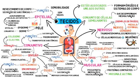 MAPA MENTAL TECIDOS DO CORPO HUMANO Ciência Hotmart