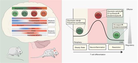 Spectrum Of Metabolic T Cell Phenotypes In Neuroinflammation Metabolic