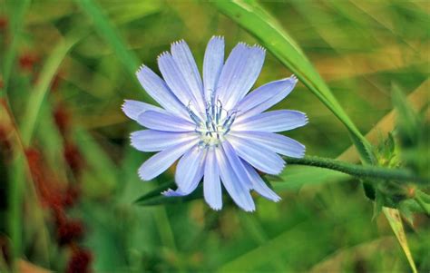 Achicoria Características cultivo cuidados propiedades medicinales