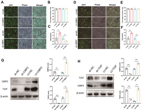 CtBP2 Interacts With TGIF To Promote The Progression Of Esophageal