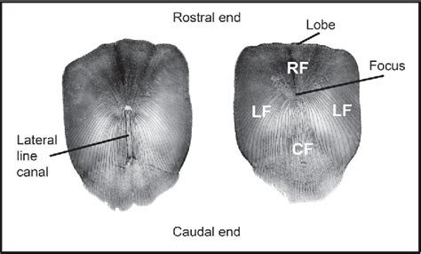 Pdf Scale Deformities In Rohu Labeo Rohita Osteichthyes