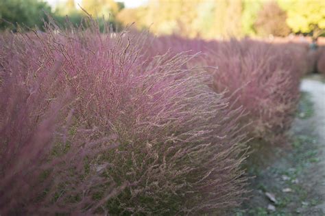 How To Grow Pink Muhly Grass Ornamental Grasses Best Ground Cover