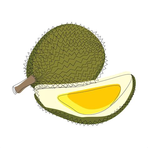 Dibujo de durian vectorial de una línea continua ilustración en color