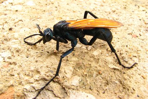 Tarantula Hawk