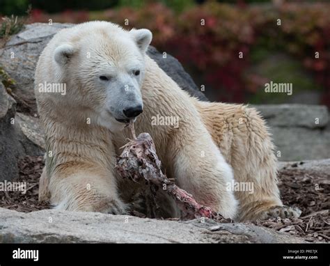 Berlin Germany 2nd October 2018 02 October 2018 Berlin Polar Bear