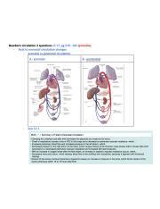 Fetal To Neonatal Circulation Changes Understanding The Course Hero