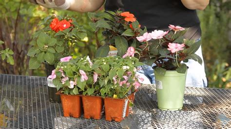 How To Propagate Impatiens Flowers Garden Space Youtube