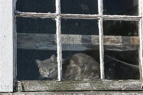 Andrew Wyeth Cat In A Window Andrew Wyeth Paintings Wyeth Paintings