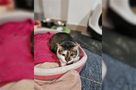 Charly Aus Waakirchen Sucht Ein Neues Zuhause