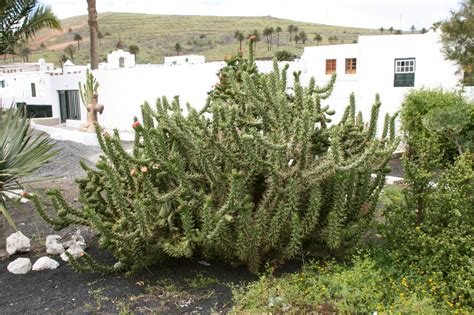 Cu Ntos Tipos De Cactus Hay Y C Mo Se Cuidan