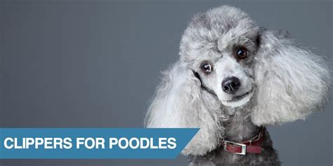 Best Grooming Clippers for Poodles and Poodle Mixes [2019]