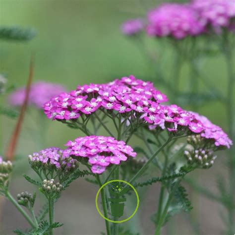 Graines dAchillée millefeuille Cerise Queen Plante vivace