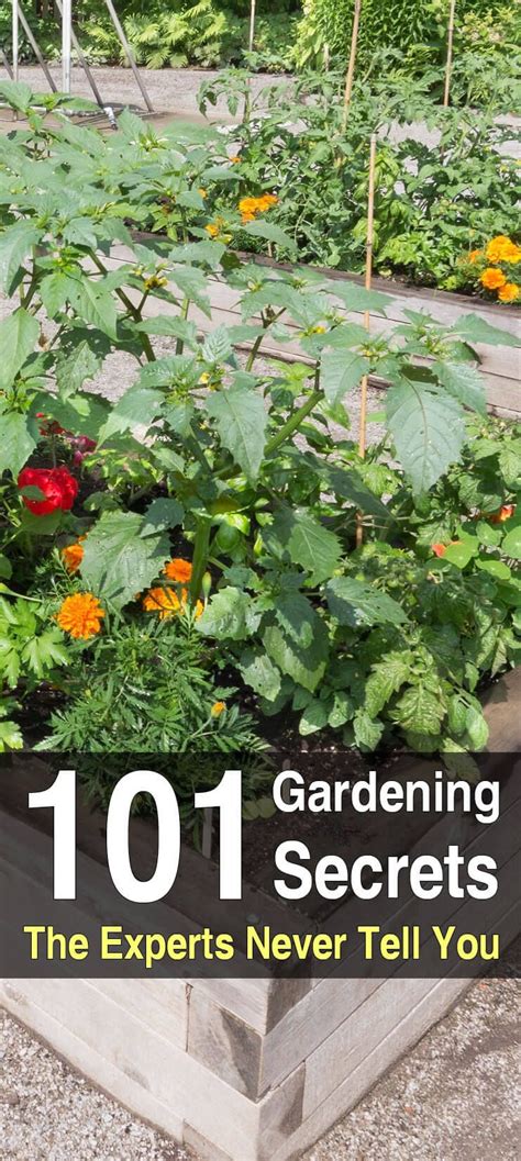 101 Gardening Secrets Experts Never Tell You Organic Vegetable Garden