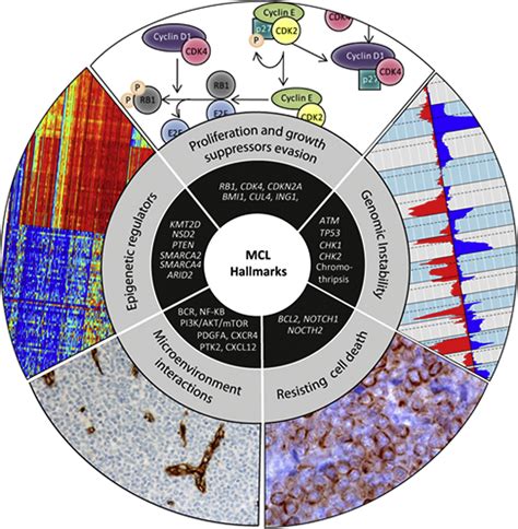 Molecular Pathogenesis Of Mantle Cell Lymphoma Hematologyoncology