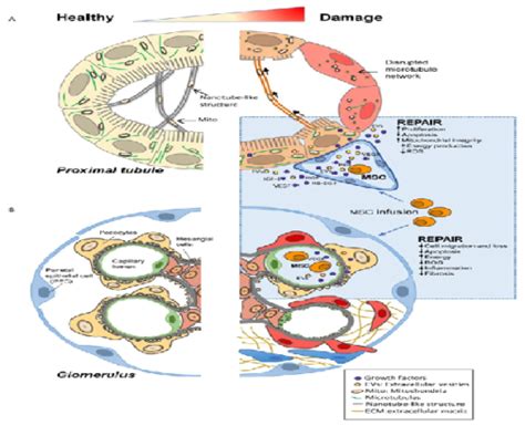 Applications of Dental Pulp Stem Cells in Tissue Engineering