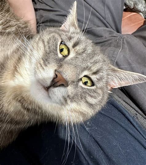 Close Up Portrait Of A Grey Tabby Cat With Yellow Eyes In Funny Scary