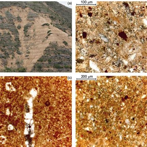 Field And Micromorphological Features Of The Nl Vi Section A Field