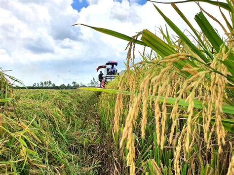 Indonesia S Strong Demand Seen Boosting Vietnams Rice Exports