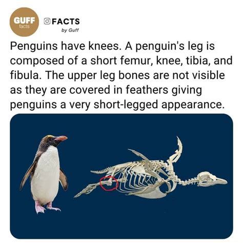 Facts By Guff Penguins Have Knees A Penguin S Leg Is Composed Of A