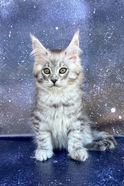 Maine Coon Kittens For Sale Silva Maine Coon Kitten Purebred Kitties