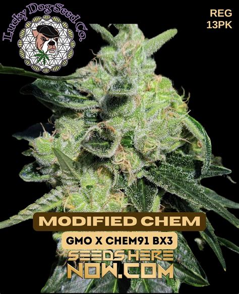 Buy Modified Chem Regular Cannabis Seeds-High THC Powerhouse