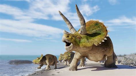 30 Triceratops Facts About The Three Horned Dinosaur