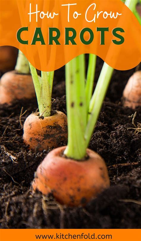 How To Grow Carrots Tips For Planting Growing Complete Guide How