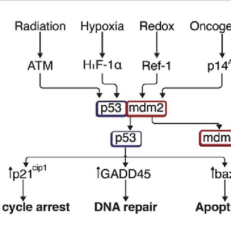 Causes of alterations in TP53 and its response in the cell cycle. | Download Scientific Diagram