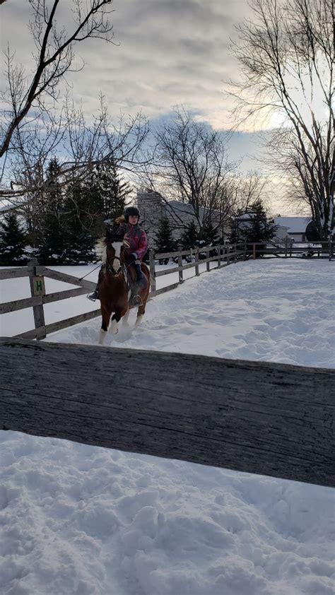 Poneys La Recherche Dune Nouvelle Famille Vendre Et D Cheval