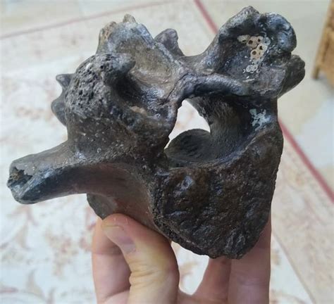 Fossil Steppe Bison Bison Priscus Vertebra UK Fossils Sale Megalodon