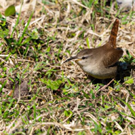 House Wren: A Complete Guide to Understanding this Charming Bird