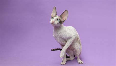 Cornish Rex Il Gatto Dalle Grandi Orecchie E Il Pelo Corto Ondulato