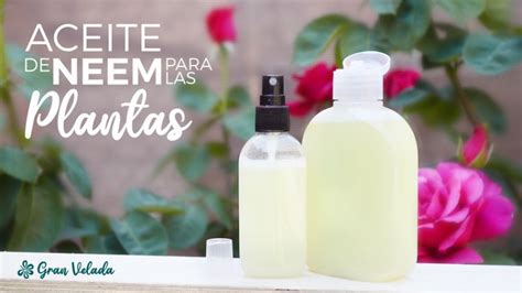 Aceite de neem para plantas aprende cómo usarlo para eliminar plagas