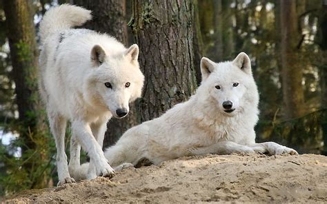 Timber Wolves White Wolf Forest Predators Trees Arctic HD