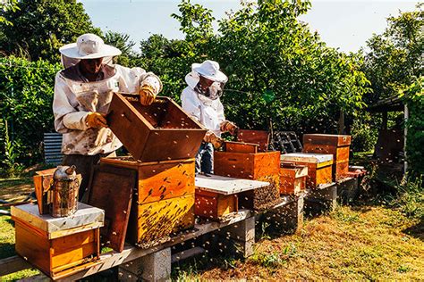 Стоит ли заниматься пчеловодством — плюсы и минусы | Плюсы и минусы