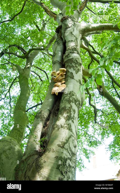 A Dryad S Saddle Fungus Polyporus Squamosus Aka Cerioporus Squamosus