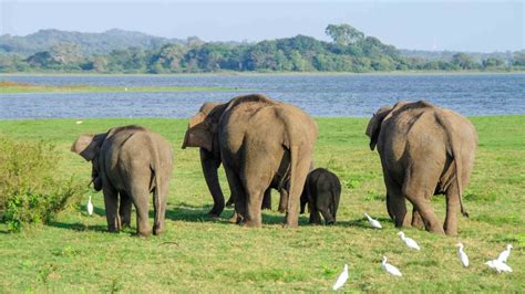 Sri Lanka Wildlife Tour (14 Days) - by The Visit Lanka Tours