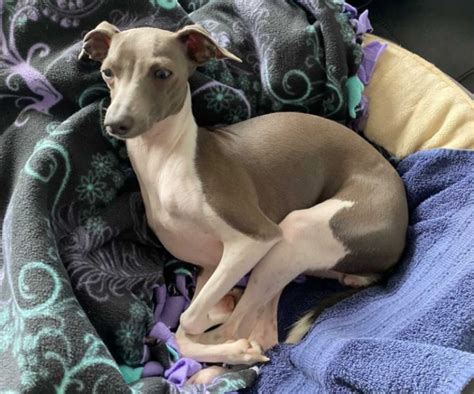 Italian Greyhound Colors: An Overview with the Cutest Photos