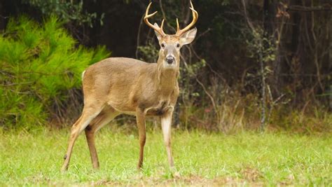 Big Deer Buck with Antlers image - Free stock photo - Public Domain ...