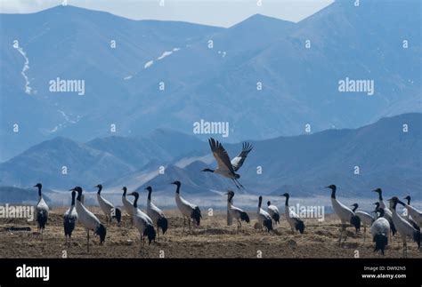 Lhasa China S Tibet Autonomous Region 1st Mar 2014 Black Necked