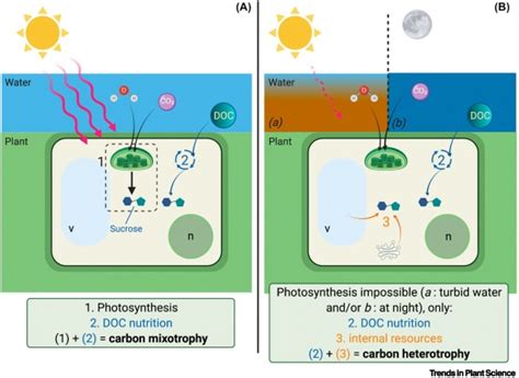 Mixotrophy In Aquatic Plants An Overlooked Ability Trends In Plant