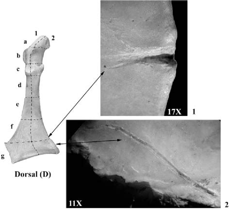 Figure From Exploitation Of Anseriformes At Two Upper Palaeolithic